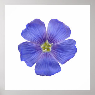 Blauer Flachs #1 Poster