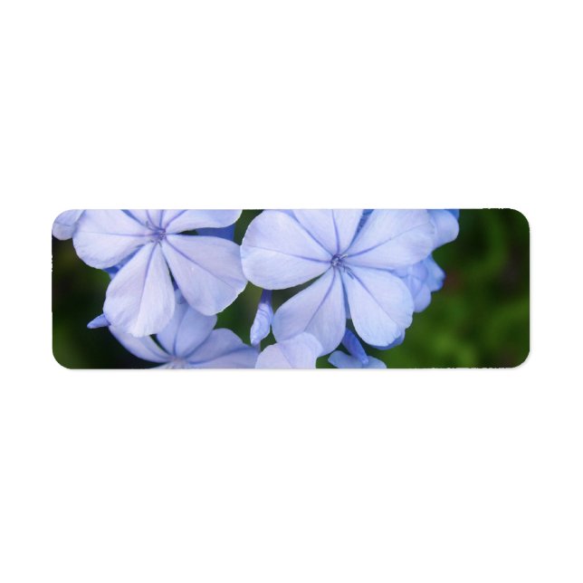 Blauer Floraler Bokeh (Vorne)
