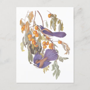 Blauer Floridaschreihäher Audubon Vögel mit Orange Postkarte