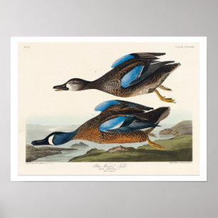 Blauer Flügel Aquamarin von Audubon Poster