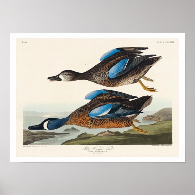 Blauer Flügel Aquamarin von Audubon Poster (Vorne)