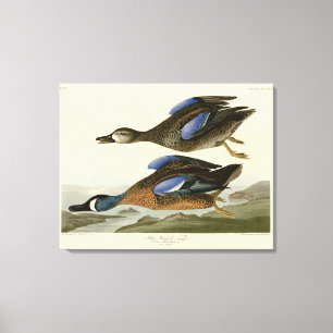 Blauer Flügel Aquamarin von Audubons Vögeln von Am Leinwanddruck