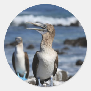 Blauer Fußboobier Galapagos-Inseln Runder Aufkleber