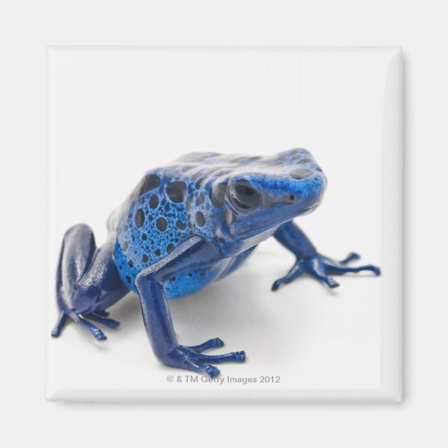 Blauer Gift-Dart-Frosch (Dendrobates-Tinctorius) Magnet (Vorne)