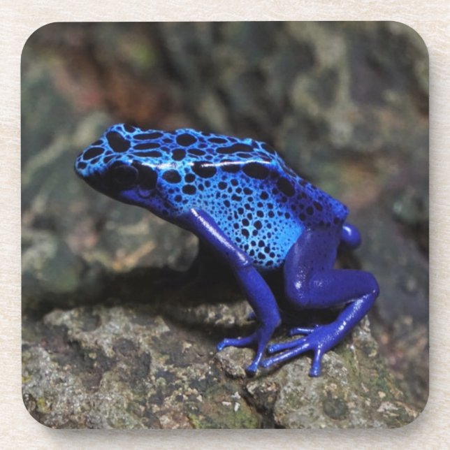 Blauer Gift-Dart-Frosch, heller Blaufrosch Getränkeuntersetzer (Vorderseite)