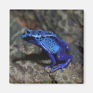 Blauer Gift-Dart-Frosch, heller Blaufrosch Magnet