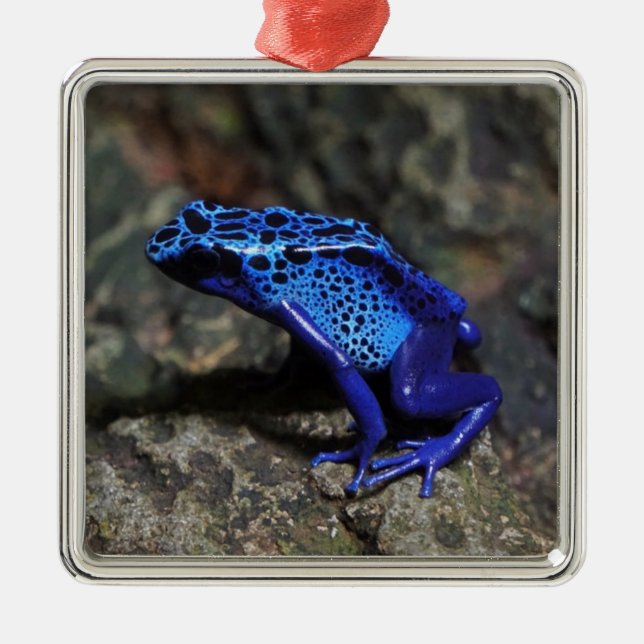 Blauer Gift-Dart-Frosch, heller Blaufrosch Ornament Aus Metall (Vorne)
