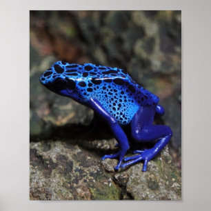 Blauer Gift-Dart-Frosch, heller Blaufrosch Poster