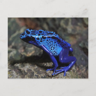 Blauer Gift-Dart-Frosch, heller Blaufrosch Postkarte