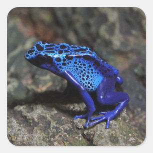 Blauer Gift-Dart-Frosch, heller Blaufrosch Quadratischer Aufkleber
