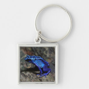 Blauer Gift-Dart-Frosch, heller Blaufrosch Schlüsselanhänger