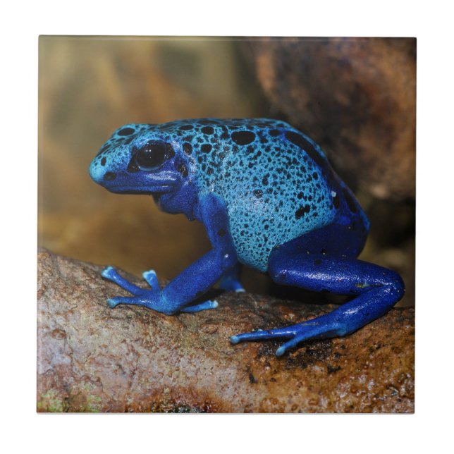 Blauer Gift-Pfeil-Frosch Dendrobates Azureus Fliese (Vorderseite)