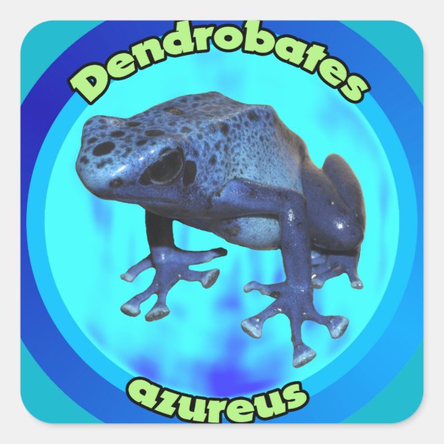 Blauer Giftdärtfrosch. Quadratischer Aufkleber (Vorderseite)