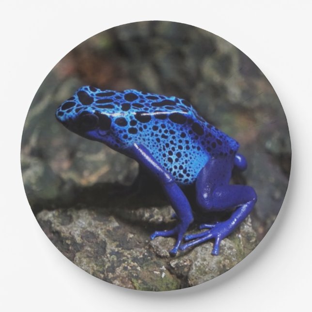 Blauer Giftfrösch, Hellblauer Frosch Pappteller (Vorderseite)