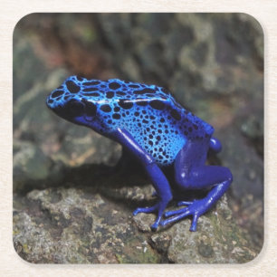 Blauer Giftfrösch, Hellblauer Frosch Rechteckiger Pappuntersetzer