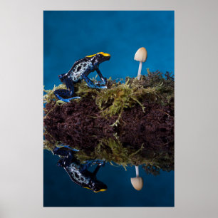Blauer Giftfrosch und Pilz Poster