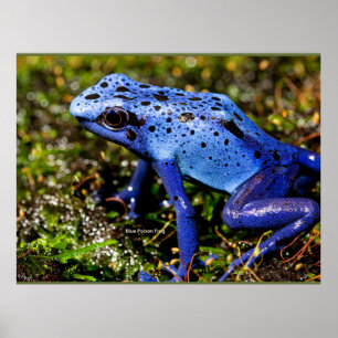 Blauer giftiger Dart Frog Poster