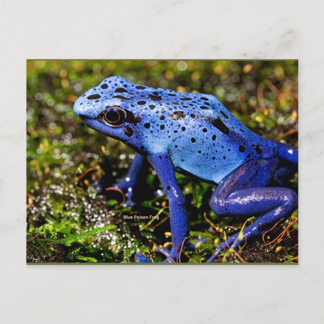 Blauer giftiger Frosch Postkarte (Vorderseite)