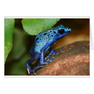 blauer Giftpfeilfrosch
