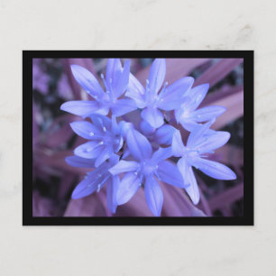 Blauer Glanz der Schneekarte Postkarte