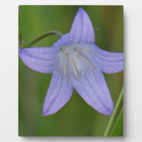 Blauer Glocke Blume