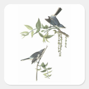Blauer Gnatcatcher von Audubon Quadratischer Aufkleber