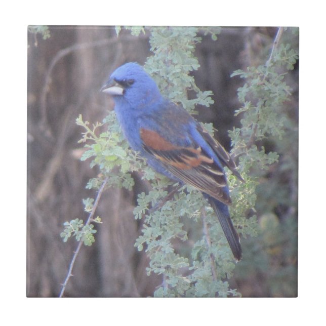Blauer Grosbeak Fliese (Vorderseite)