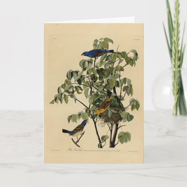 Blauer Grosbeak von Audubons Vögeln von Amerika Karte (Vorderseite)