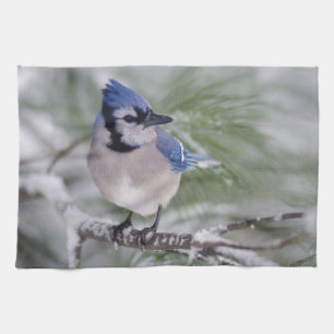 Blauer Häher, Cyanocitta cristata Geschirrtuch