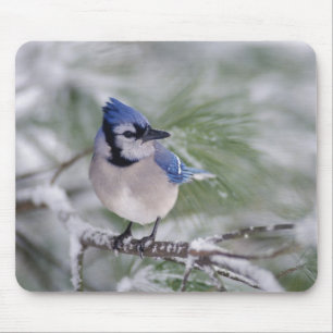Blauer Häher, Cyanocitta cristata Mousepad