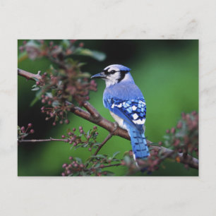 Blauer Häher, Cyanocitta cristata Postkarte
