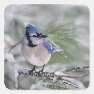 Blauer Häher, Cyanocitta cristata Quadratischer Aufkleber