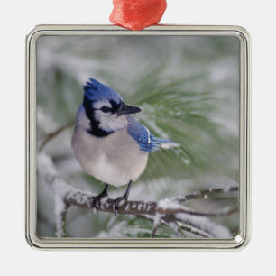 Blauer Häher, Cyanocitta cristata Silbernes Ornament
