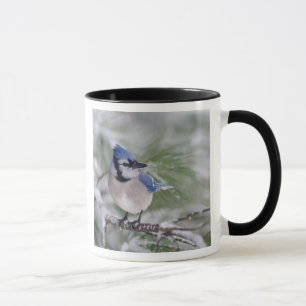 Blauer Häher, Cyanocitta cristata Tasse