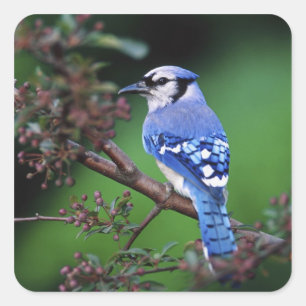 Blauer Häher, Cyaoncitta cristata Quadratischer Aufkleber