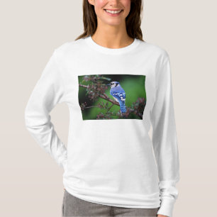 Blauer Häher, Cyaoncitta cristata T-Shirt