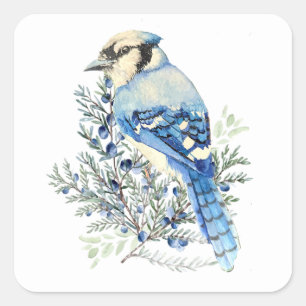 Blauer Häher im Blaubeerbusch-Wildtier-Vogel-Kunst Quadratischer Aufkleber