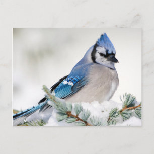 Blauer Häher in Blauer Atlas-Zeder Postkarte