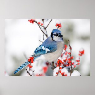 Blauer Häher in Gemeiner Winterbeere Poster