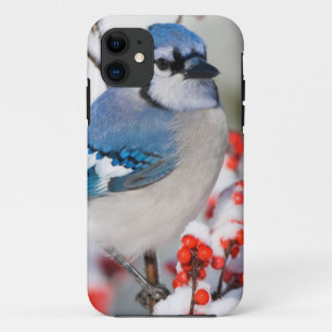 Blauer Häher in Gewöhnlicher Winterbeere iPhone 11 Hülle