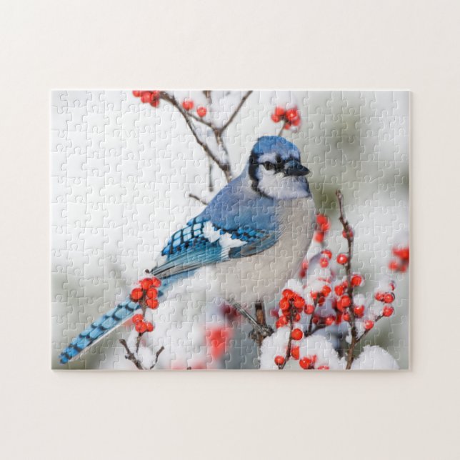 Blauer Häher in Gewöhnlicher Winterbeere Puzzle (Horizontal)