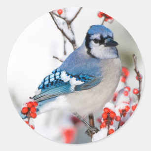Blauer Häher in Gewöhnlicher Winterbeere Runder Aufkleber