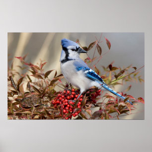 Blauer Häher in Nandina Heavenly Bamboo Poster