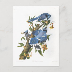 Blauer Häher, John James Audubon Postkarte