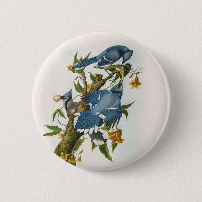 Blauer Häher-Knopf Button (Vorderseite)