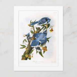 Blauer Häher Postkarte