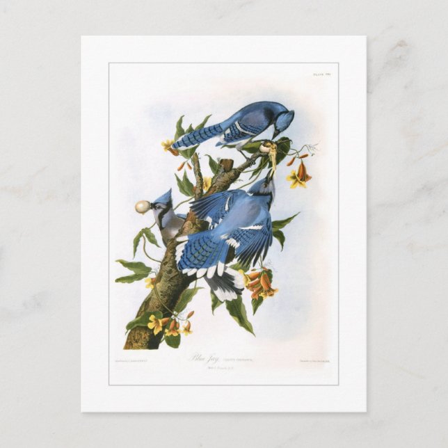 Blauer Häher Postkarte (Vorderseite)