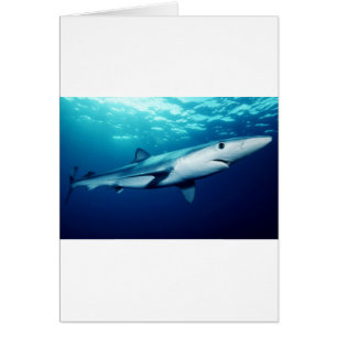 Blauer Haifisch