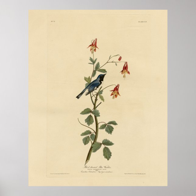Blauer Halbblauer, Audubon Birds Amerika Poster (Vorne)