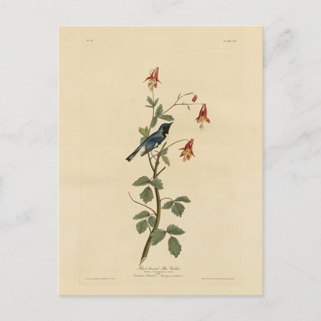 Blauer Halbblauer, Audubon Birds Amerika Postkarte (Vorderseite)